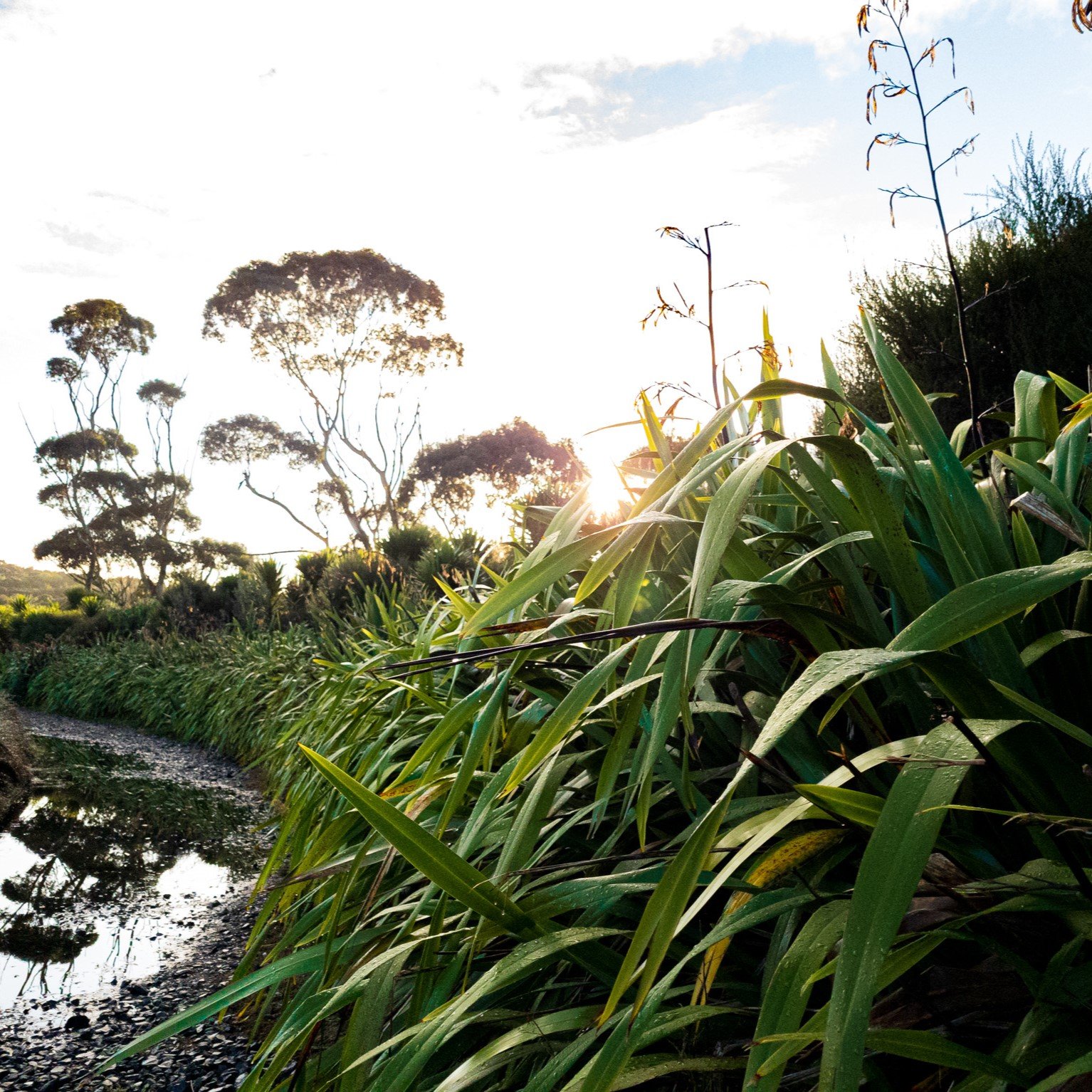 Phormium cookianum — Kauri Park